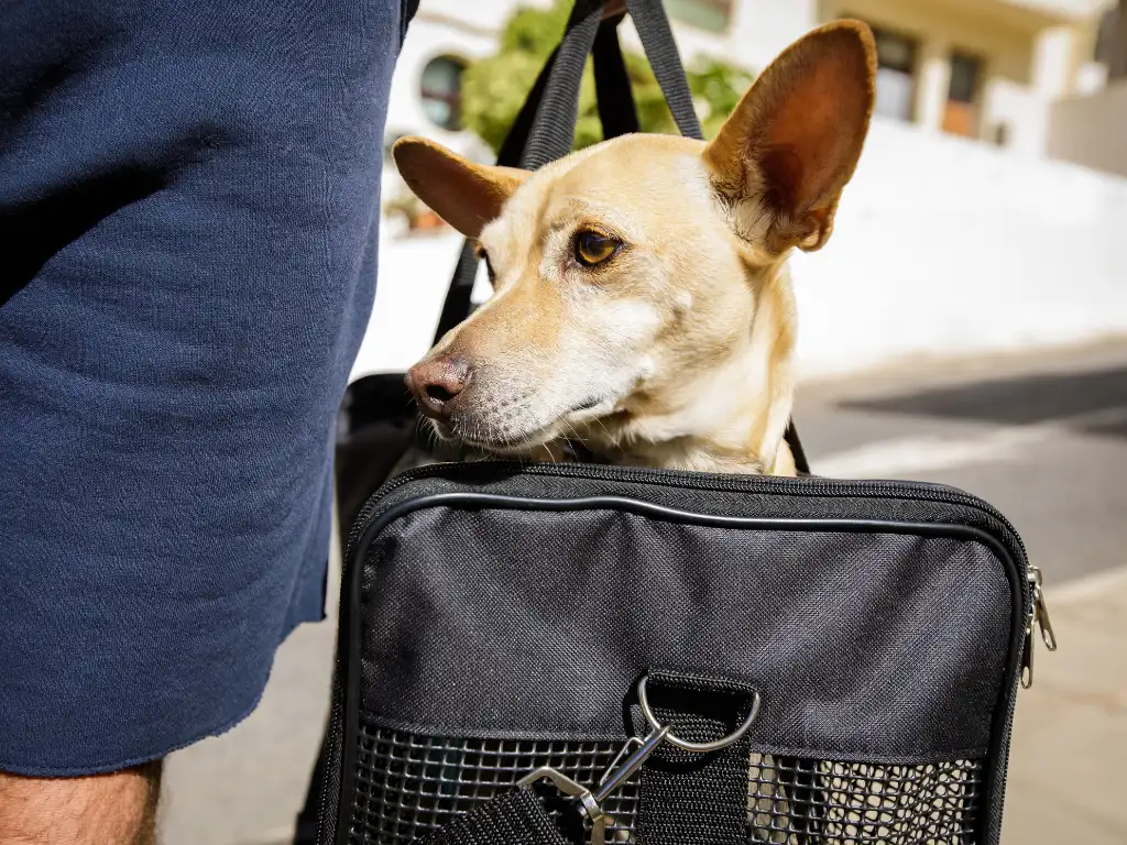 The 9 Most Pet Friendly Airlines In 2026 (US and International)
