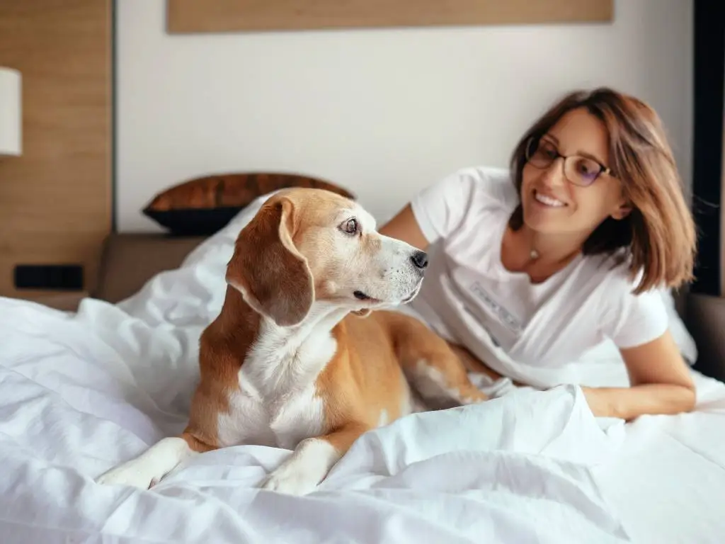 dog in hotel bed with owner.