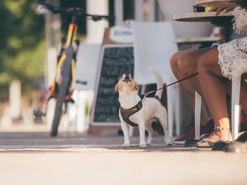 How To Travel Internationally With a Dog (Or Other pets) In 2025