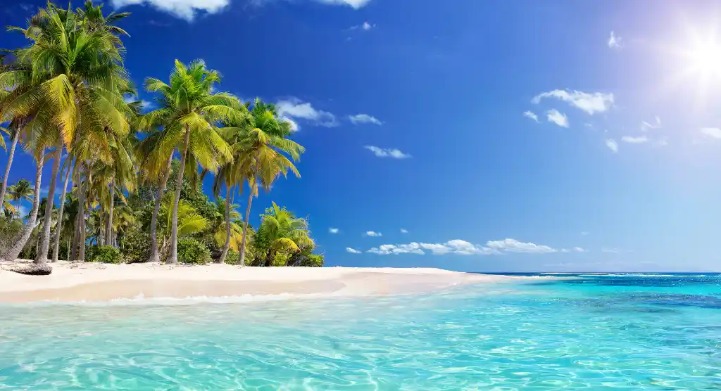 beach with palm trees