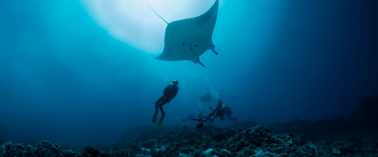 You Can Night Dive With Manta Rays in Hawai'i
